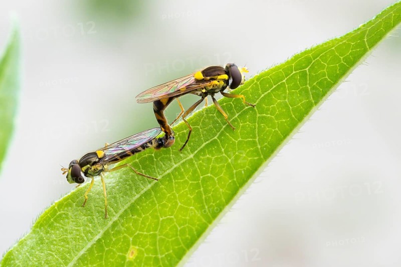 Mating
