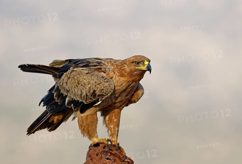 Tawny eagle