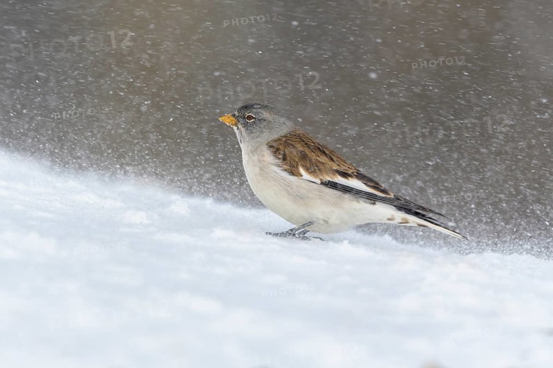 White-winged snowfinch