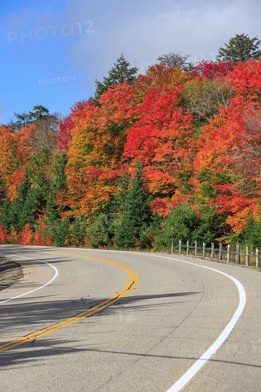 Road through autumn forest