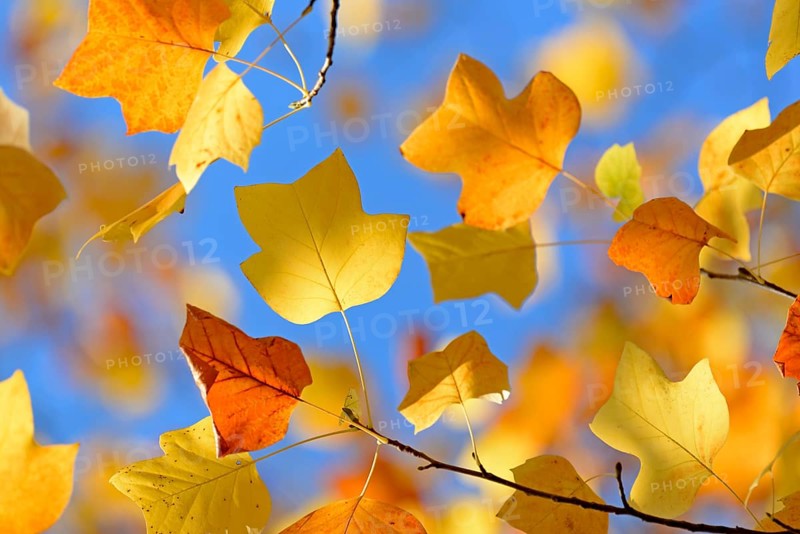 Tulip tree