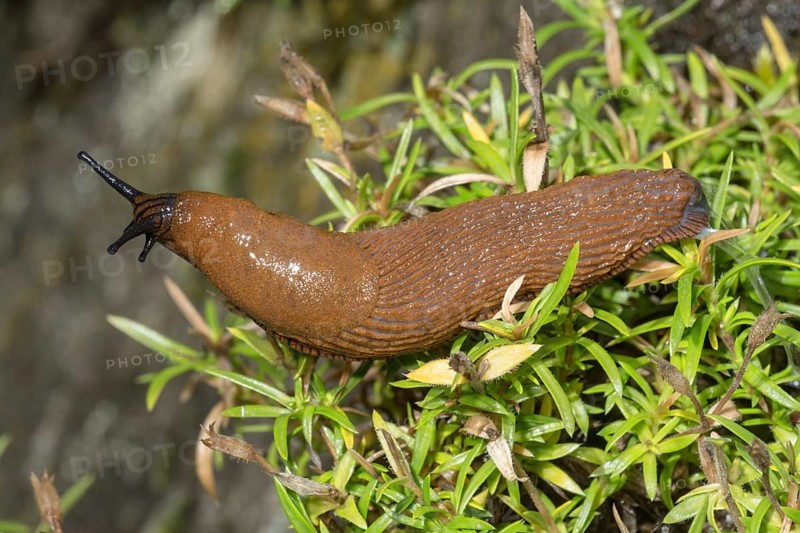 Portuguese slug