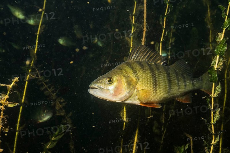 European perch