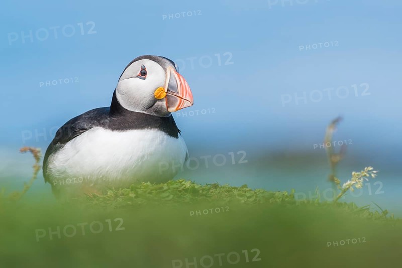 Puffin