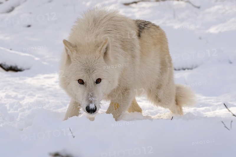 Arctic Wolf