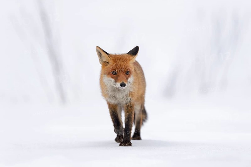 Red Fox