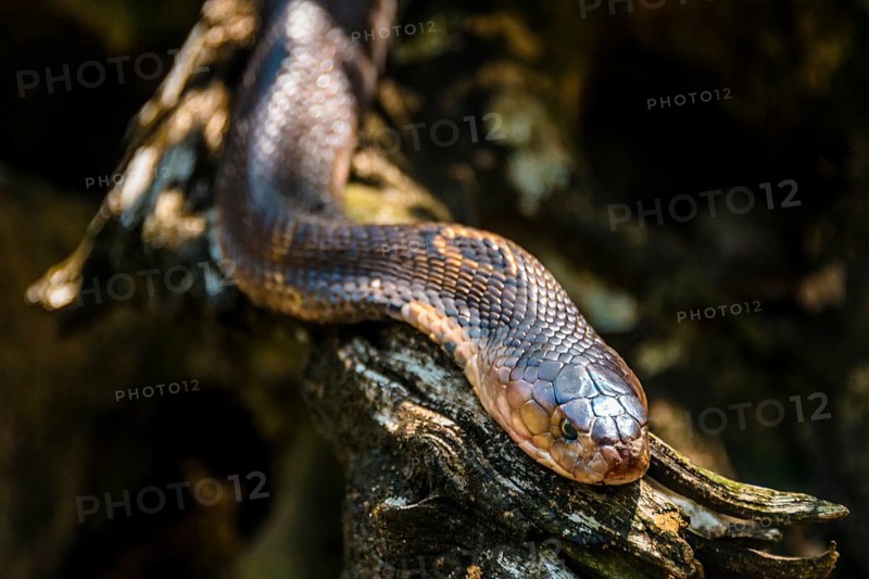 Common brown snake