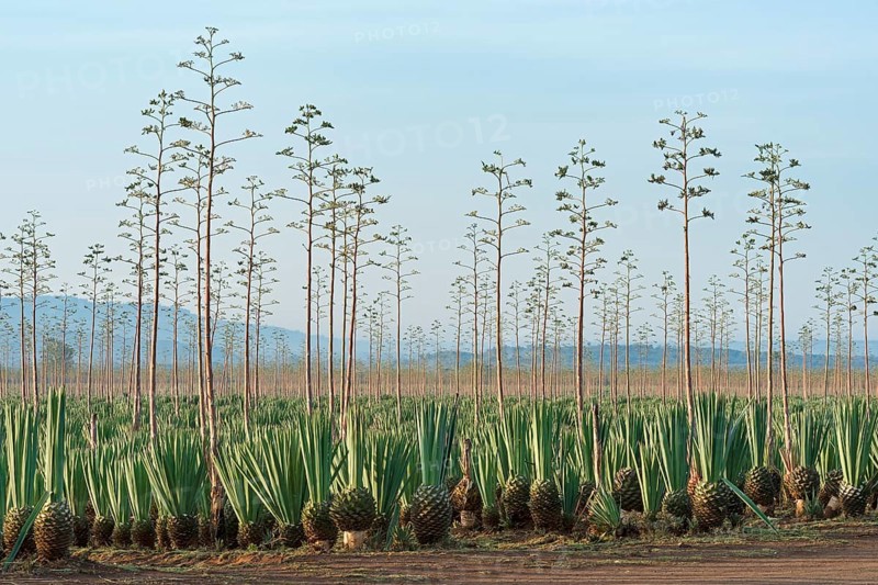 Sisal agave