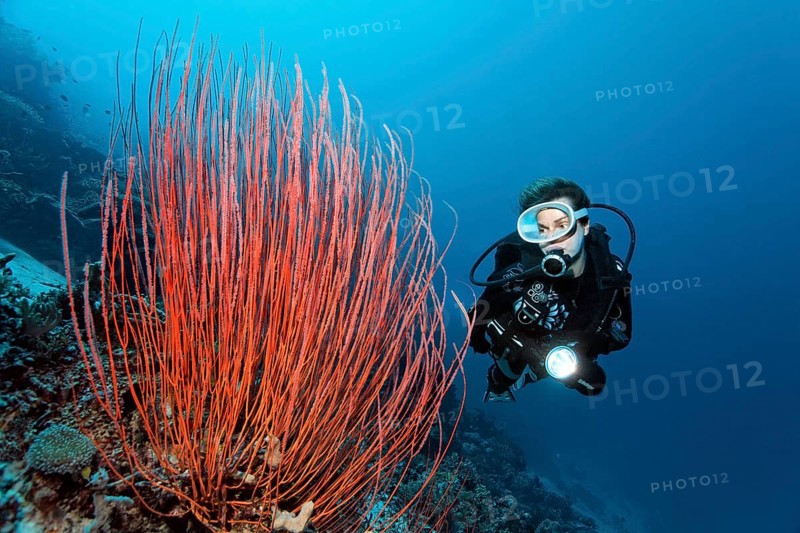 Diver looking at Red whip coral