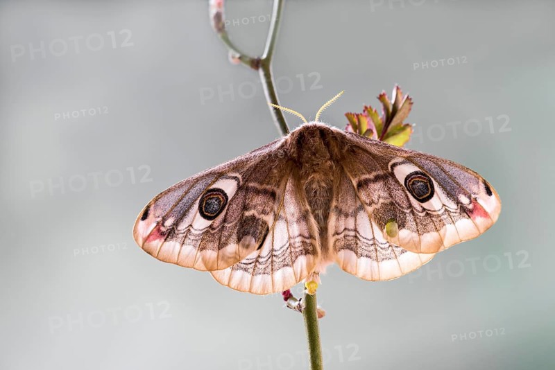 Small emperor moth