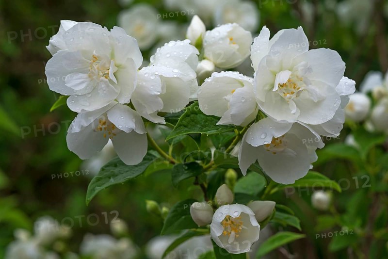 Flowering sweet mock-orange
