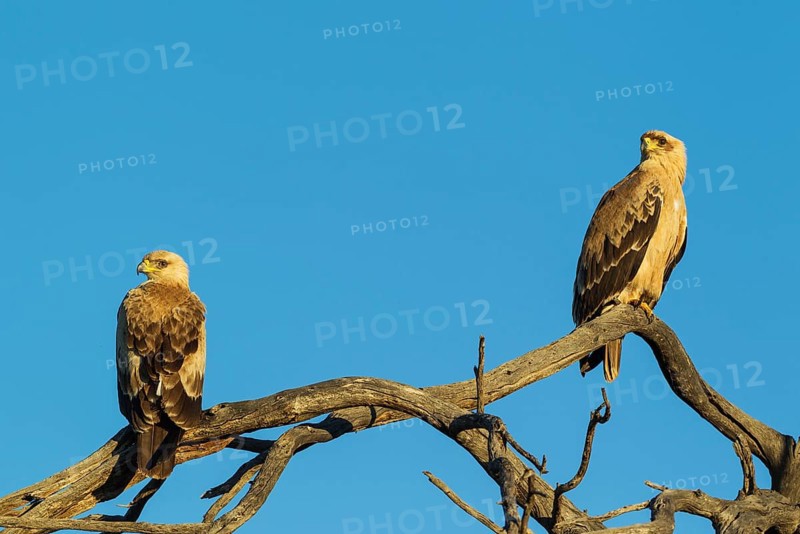 Tawny Eagles