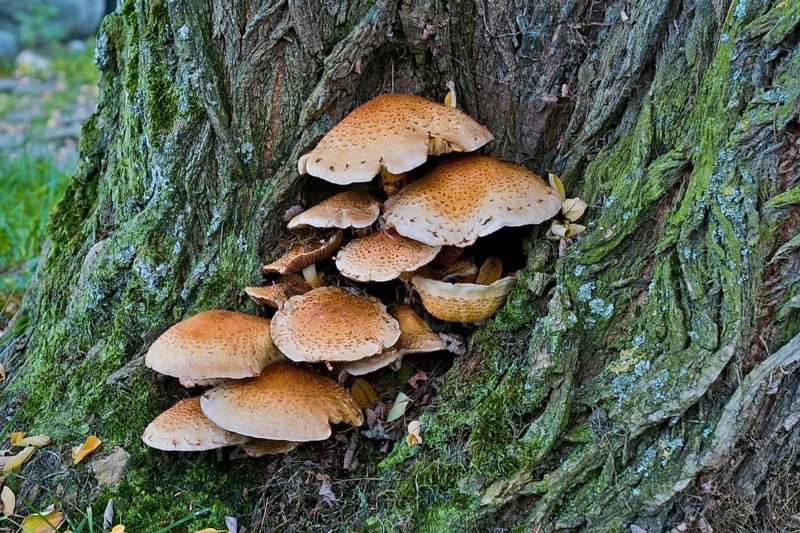 Shaggy scalycap