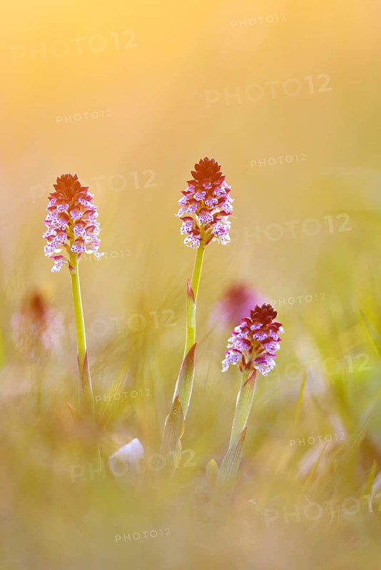 Burnt-tip orchid