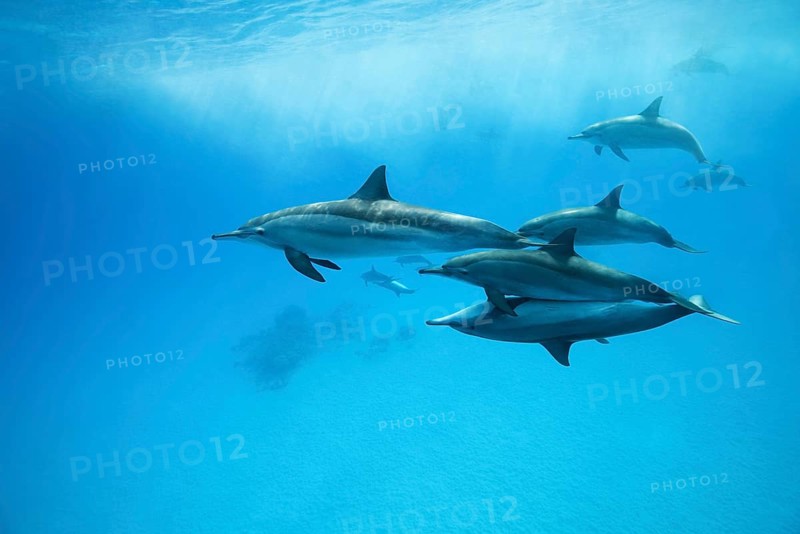 Spinner Dolphins