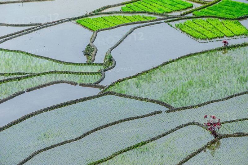 Rice terraces of Banaue