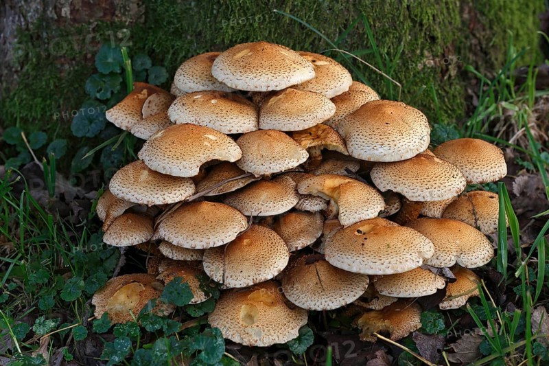 Shaggy scalycap