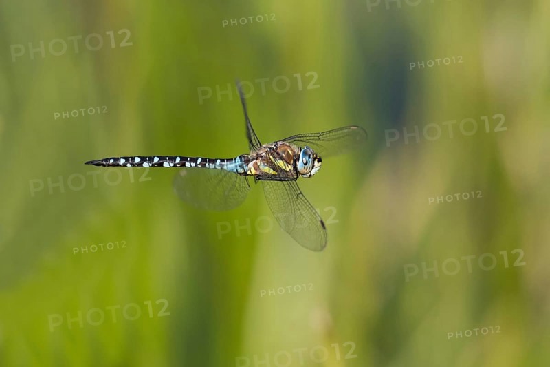 Flying migrant hawker