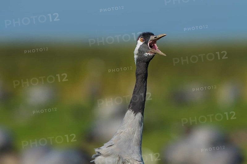 Common or European crane