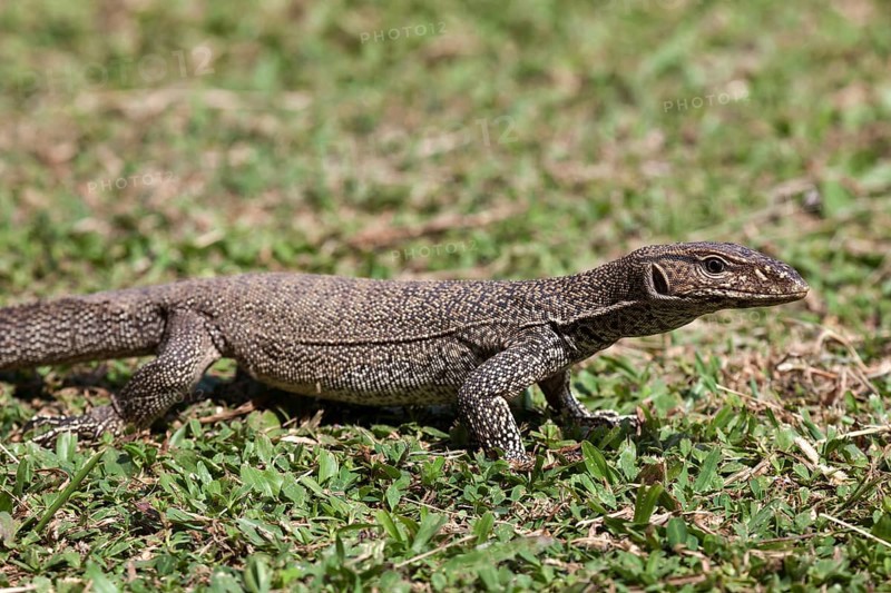 Bengal or common Indian monitor
