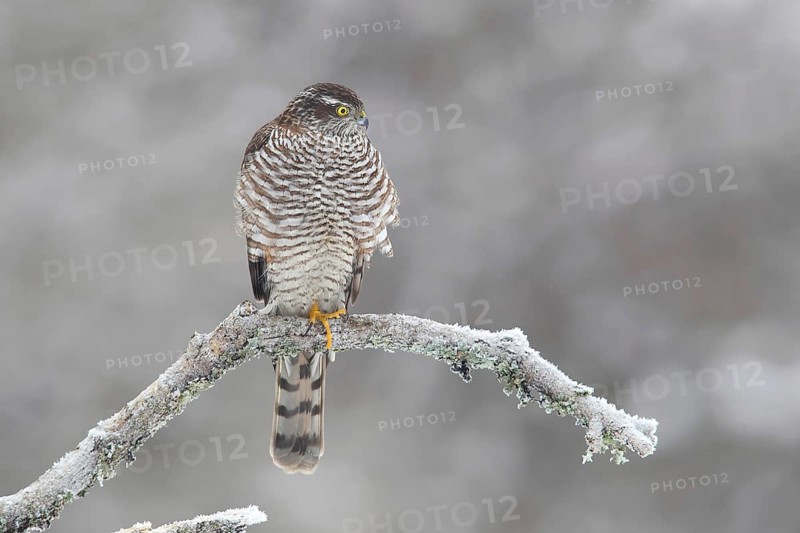 Northern sparrowhawk