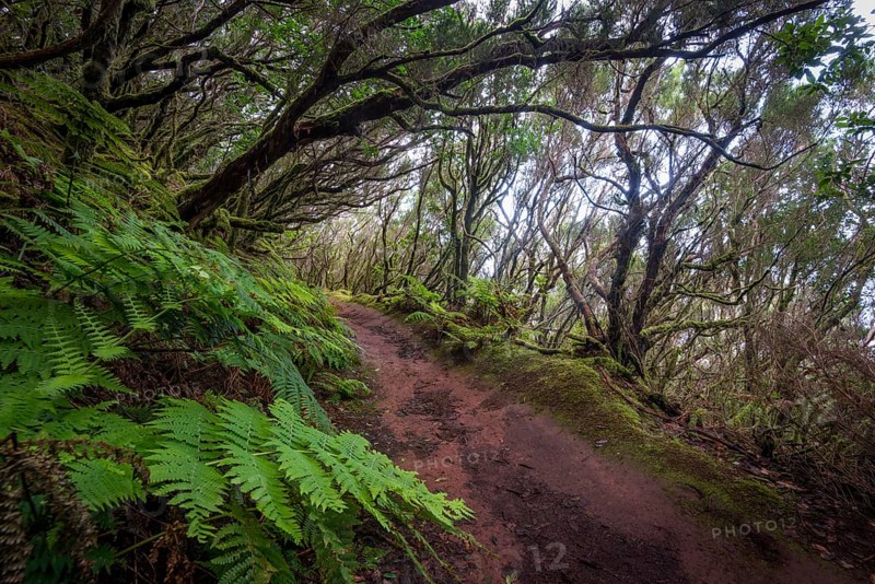 Trail through the laurel forest