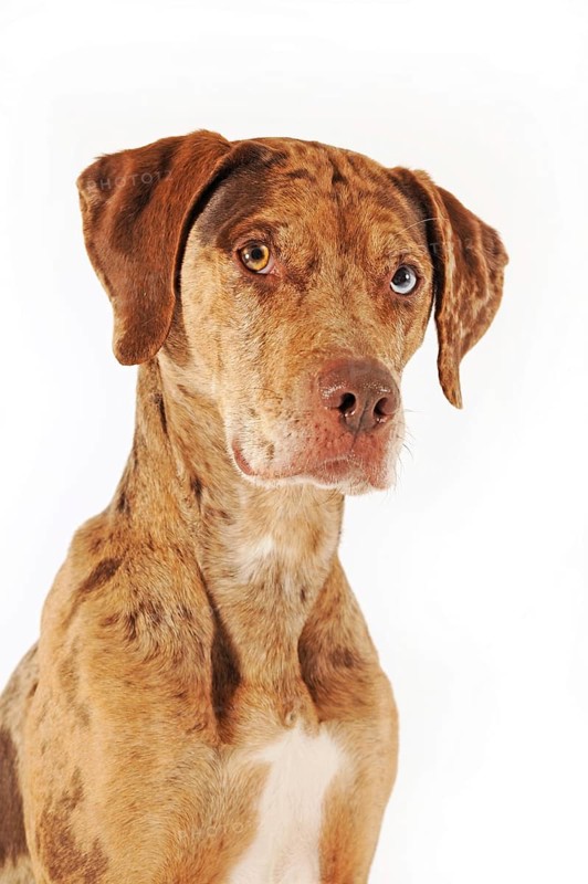 Catahoula Leopard Dog