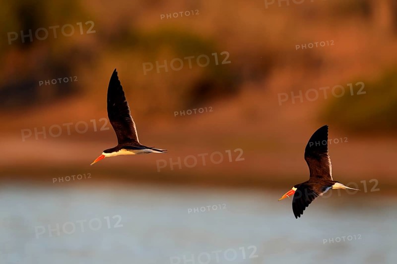 African skimmers