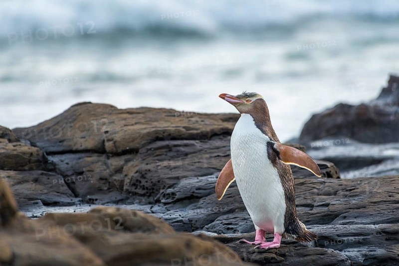 Yellow-eyed penguin