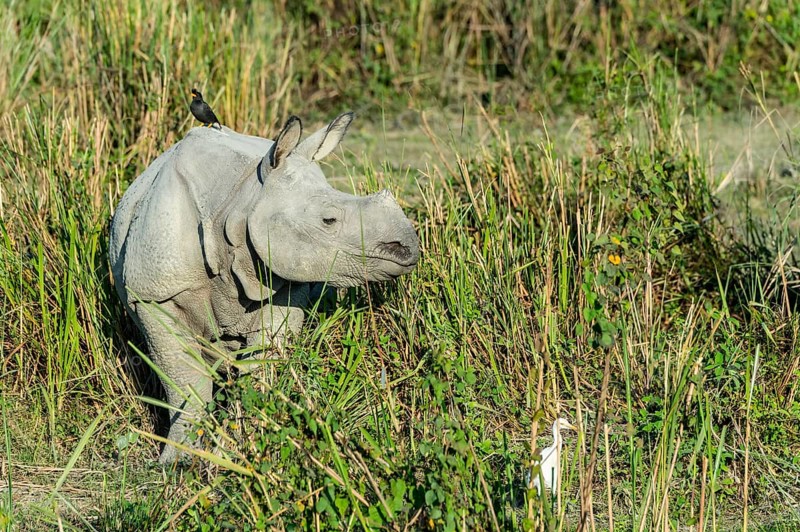 Indian rhinoceros