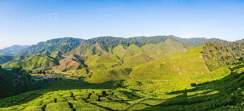 Valley with tea plantations