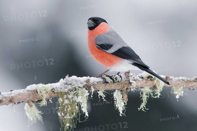 Eurasian bullfinch