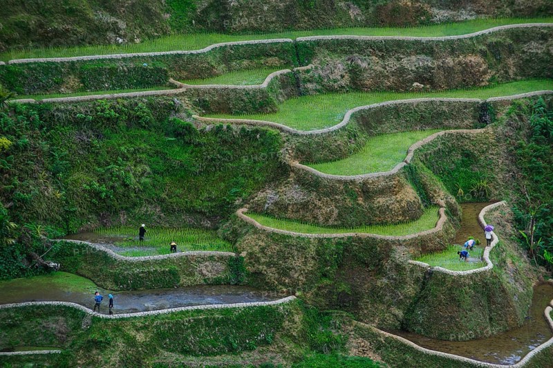 Rice terraces of Banaue