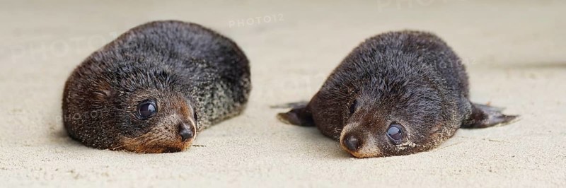 Young New Zealand Fur Seals