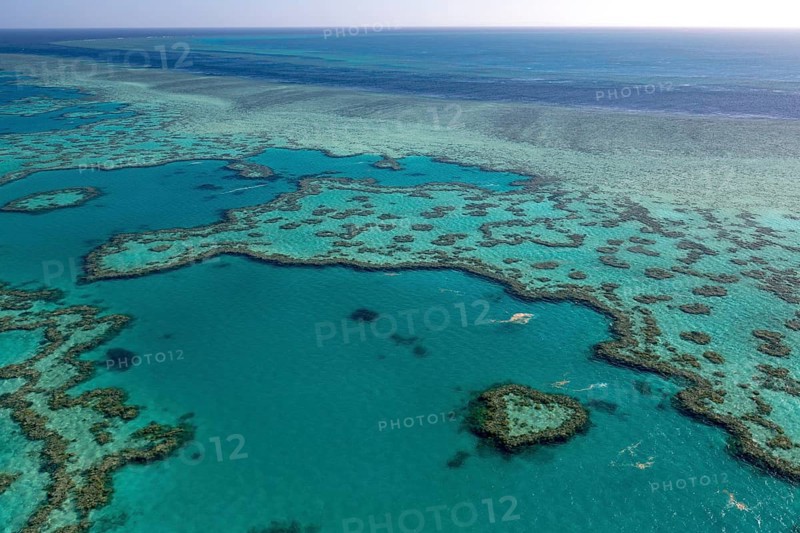 Coral Reef