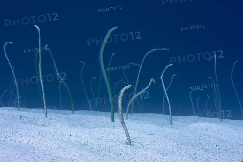 Group of Red Sea garden eels