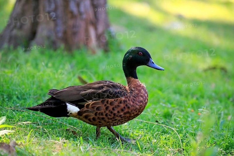 Chestnut-breasted teal