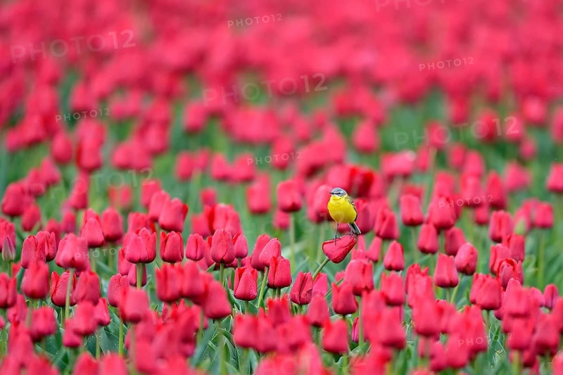 Yellow wagtail