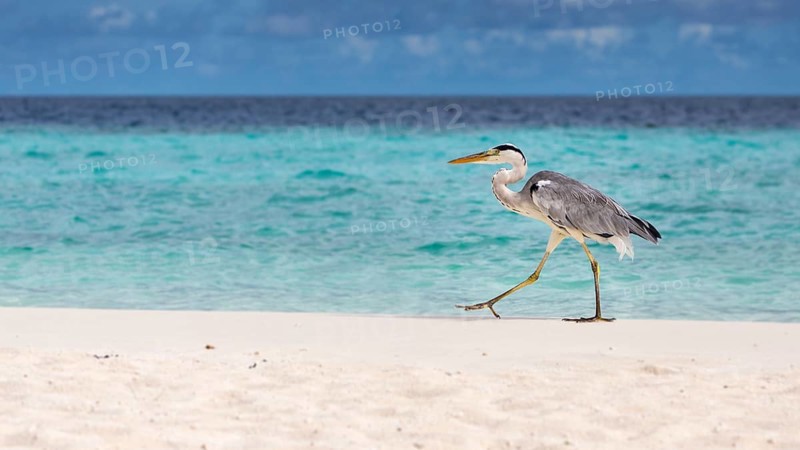 Grey Heron