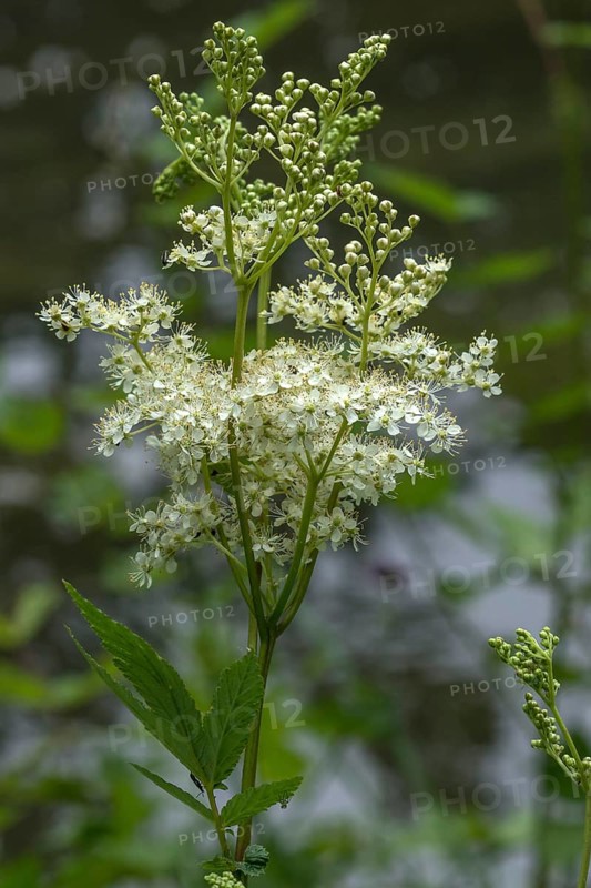 Blossoming Meadowsweet