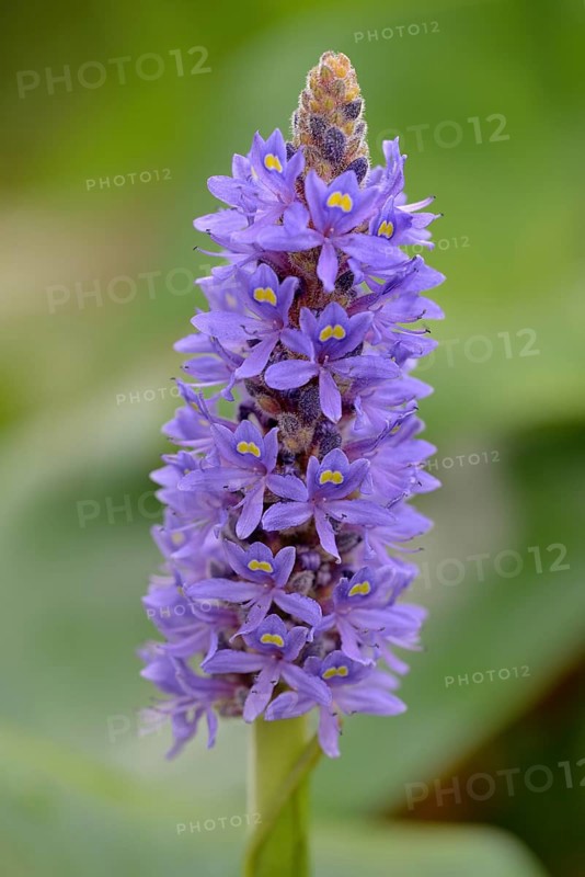 Pickerelweed