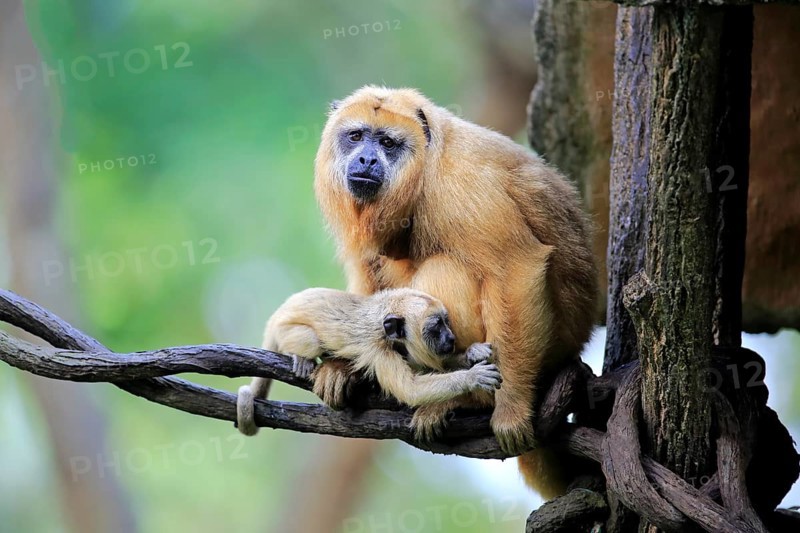 Black howler