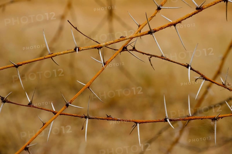 Thorns of a camelthorn treees