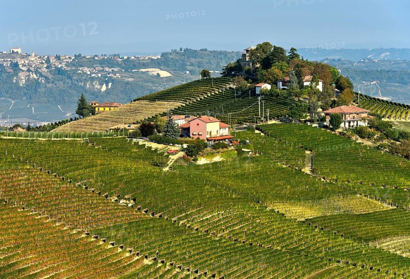 Nebbiolo vineyards