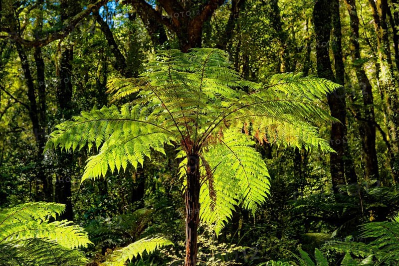 Tree ferns