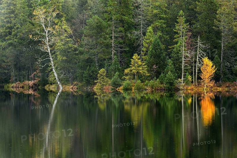Trees reflected in lake