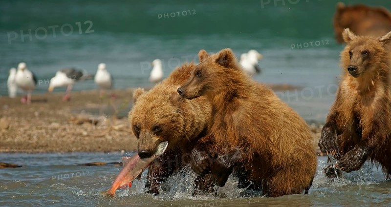 Brown bear