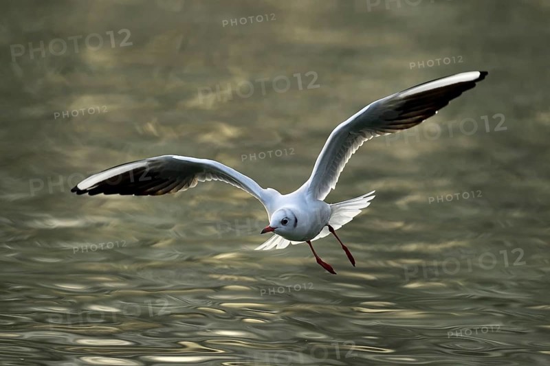 Black-headed gull