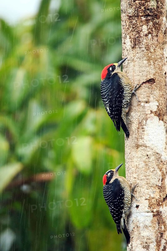 Black-cheeked woodpeckers