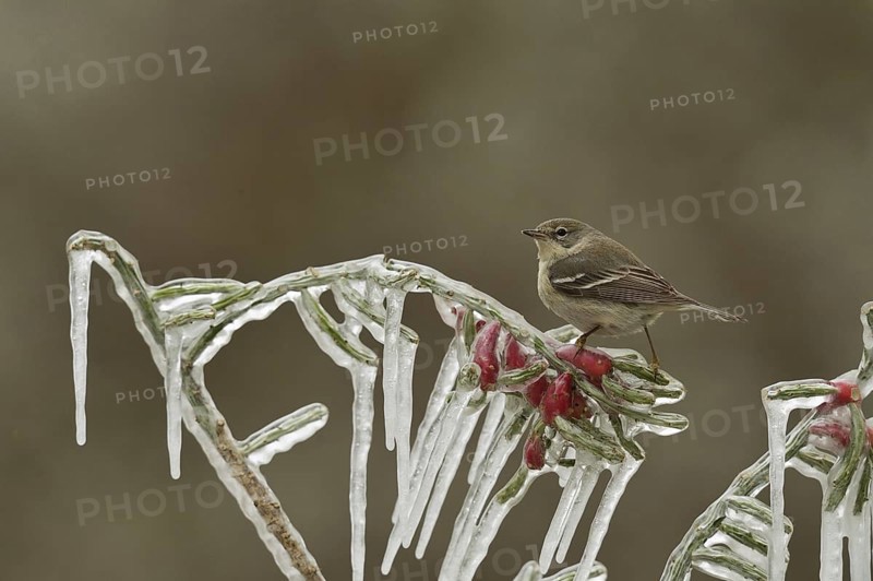 Pine Warbler